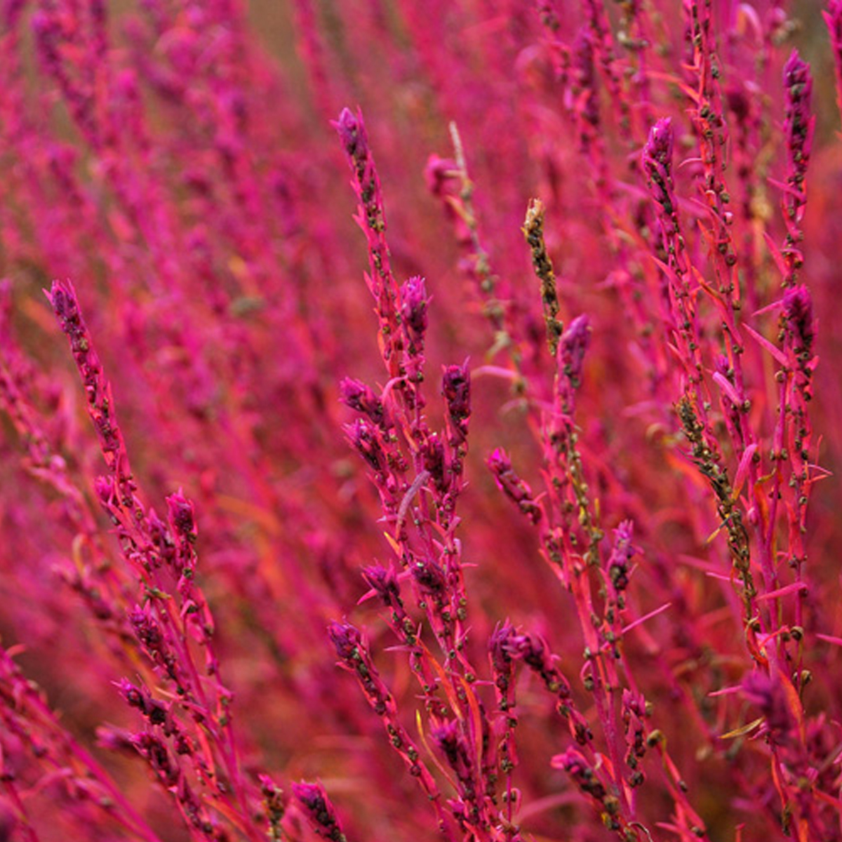 600PCS Burning Bush Kochia Scoparia Red Flower Grass Seeds Garden Farm