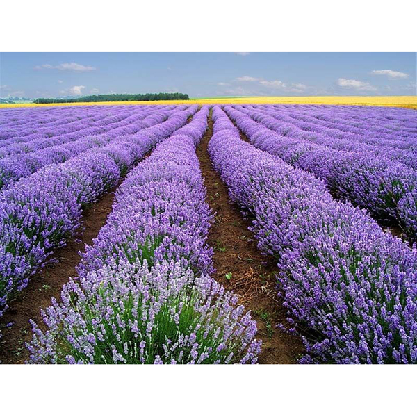 Fleurs de lavande sachet de 50 à 300 gr - Lavande Bio Berenger Fleurs de lavande sachet de 50 à 300 gr - Lavande Bio Berenger