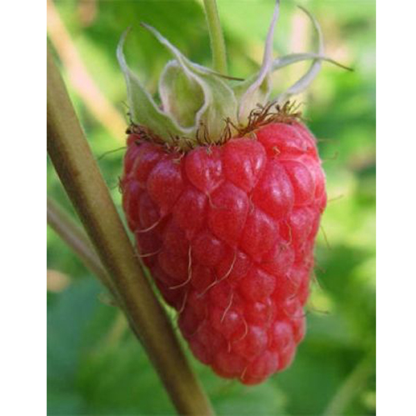 50PCS Giant Red Raspberry Seeds Sweet Juicy ANTIOXIDANT FIBRE Viable ...