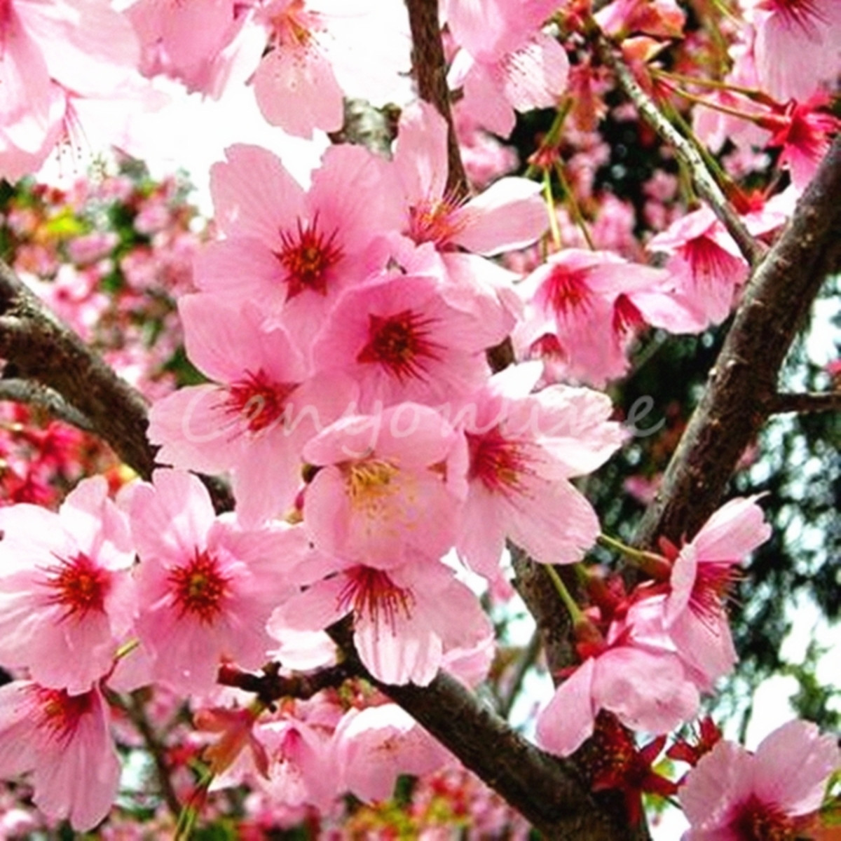 20pièces Rose Sakura Graines Printemps Floraison Fleur De Cerisier Arbre Plantes Vivaces Fleurs Pour Jardin Cour Plantation Extérieure Décoration Intérieure 