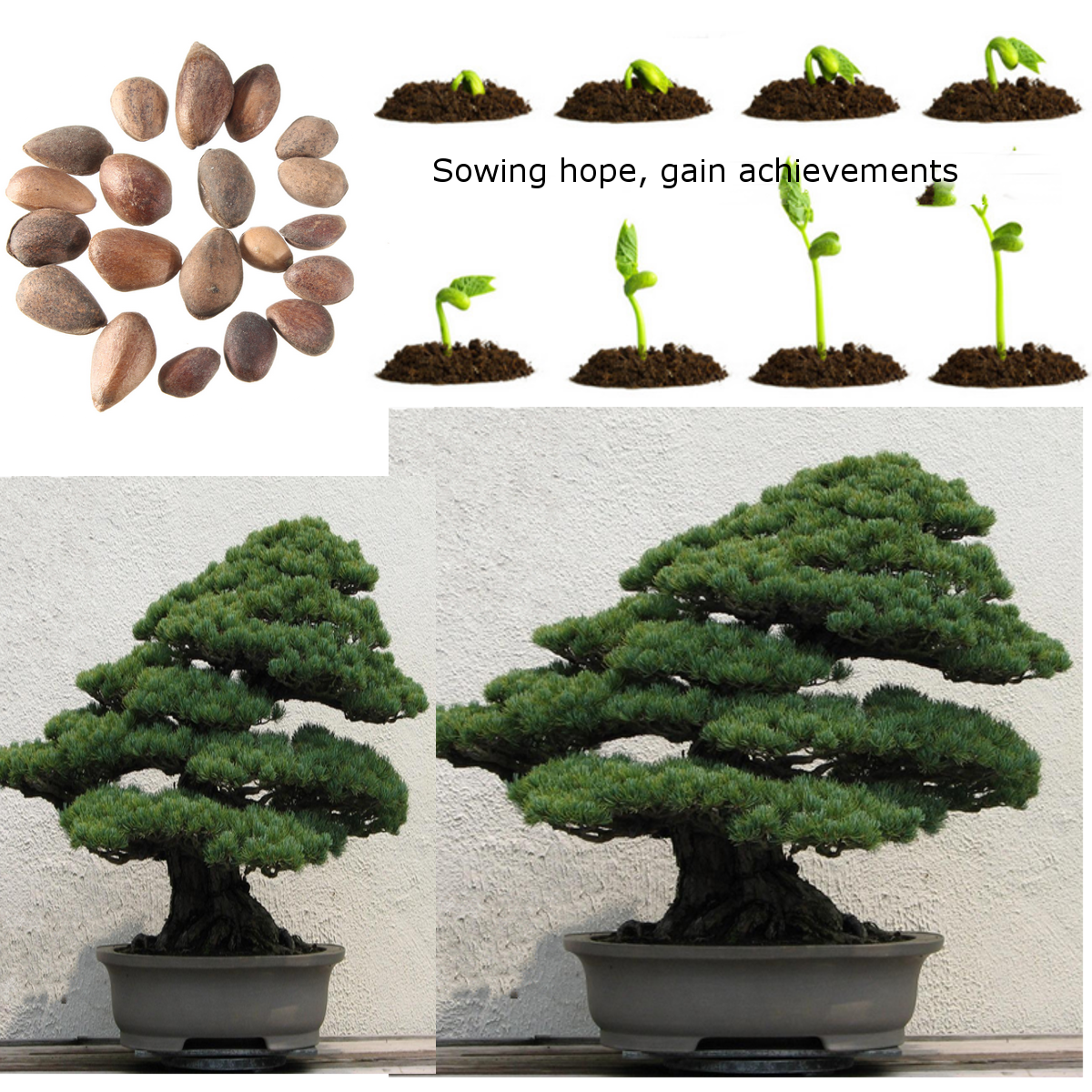 planter-des-graines-de-bonsa-kit-bonsa-premium-pr-t-pousser-sqvp