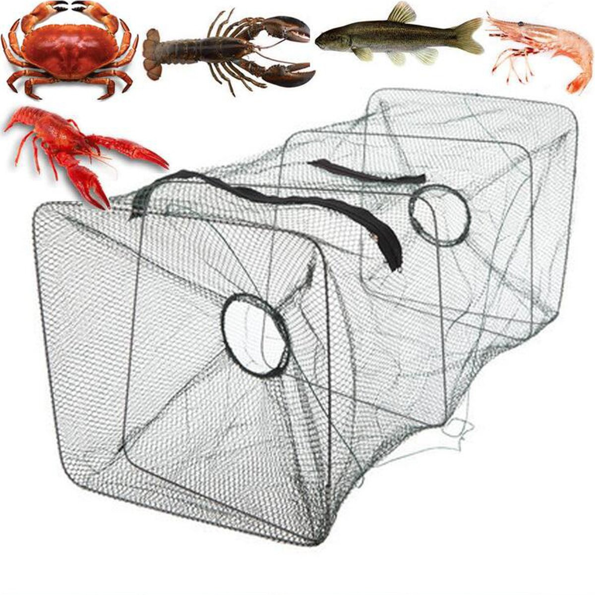 Filet Nasse Pliable Poisson Pêche Crevette