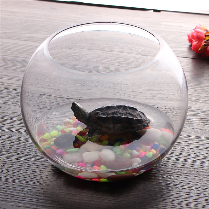 Vase Aquarium Fish Tank Boule Verre Transparent Plante Hydroponique Pot